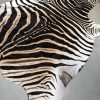 Schöne exklusive weich gegerbte Haut eines Zebra