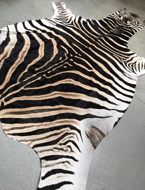 Prachtige zacht gelooide huid van een zebra