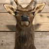 Nice taxidermy head of a sika deer