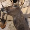 Nice taxidermy head of a sika deer