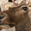 Nice taxidermy head of a sika deer