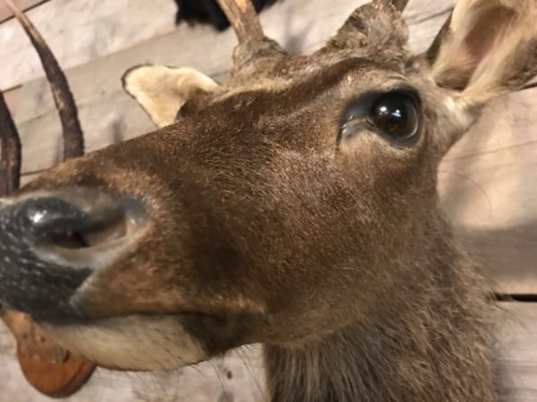 Ein schoner ausgestopfter kopf von ein Sikahirsch