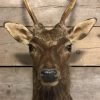 Nice taxidermy head of a sika deer