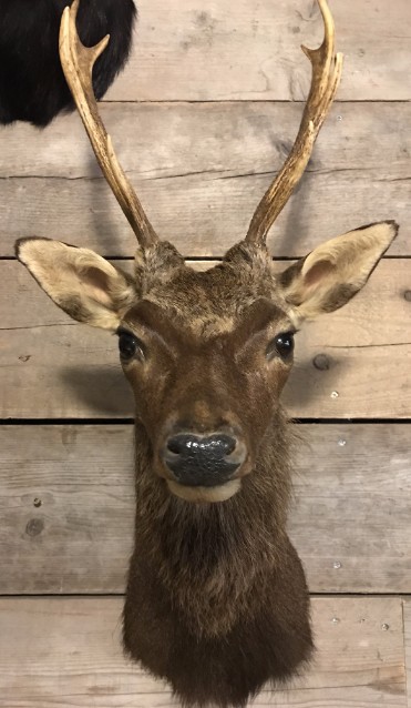 Ein schoner ausgestopfter kopf von ein Sikahirsch