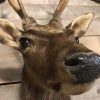 Ein schoner ausgestopfter kopf von ein Sikahirsch