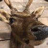 Nice taxidermy head of a sika deer