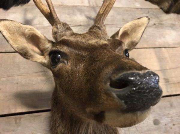 Nice taxidermy head of a sika deer