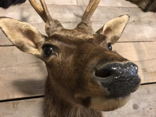 Ein schoner ausgestopfter kopf von ein Sikahirsch