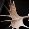 Nicely shaped antlers of an elk / moose