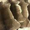 Nicely tanned fallow deer hides