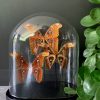 Extremely large antique glass dome with mix of butterflies