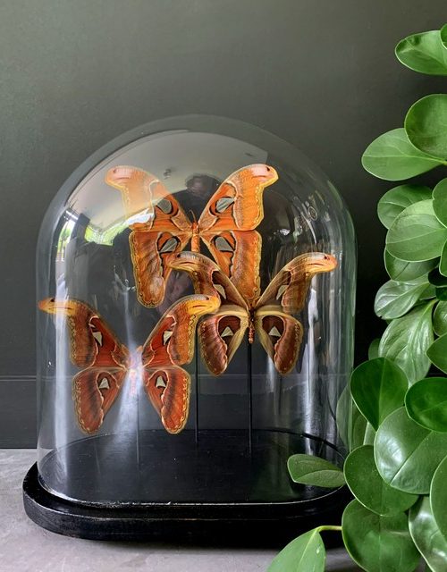 Old dome with 3 Attacus Atlas butterflies