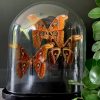 Alte Glocke mit 3 Attacus Atlas Schmetterlingen