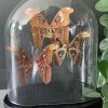 Alte Glocke mit 3 Attacus Atlas Schmetterlingen