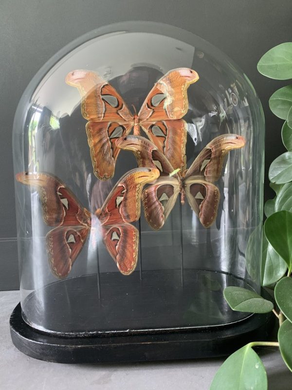 Alte Glocke mit 3 Attacus Atlas Schmetterlingen