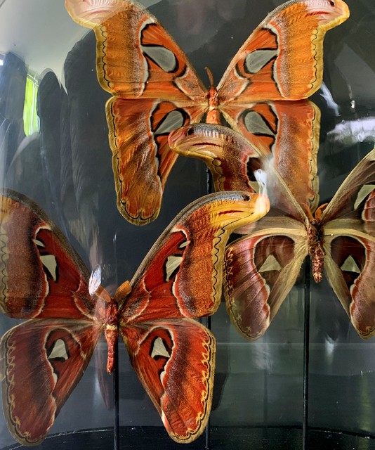 Oude stolp met 3 Attacus Atlas vlinders