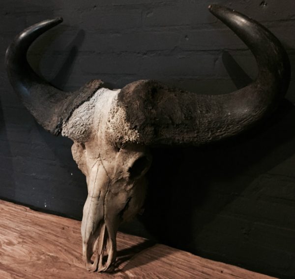 Old rugged skull of a capital Cape buffalo bull