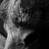 Old rugged skull of a capital Cape buffalo bull