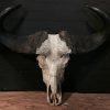 Old rugged skull of a capital Cape buffalo bull