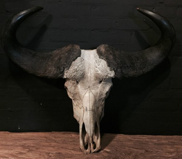 Oude ruige schedel van een kapitale Kaapse buffel stier