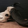 Old rugged skull of a capital Cape buffalo bull