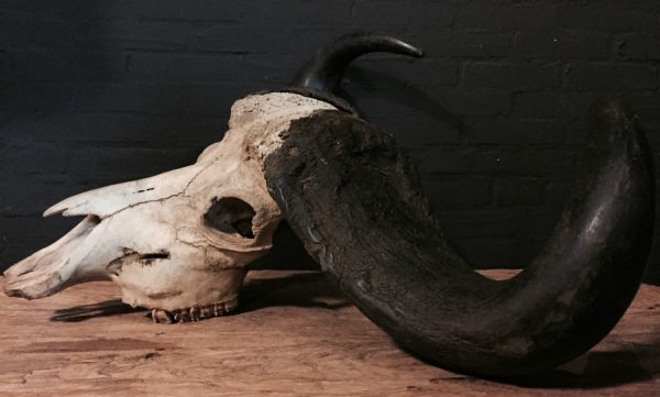 Old rugged skull of a capital Cape buffalo bull