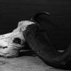 Old rugged skull of a capital Cape buffalo bull