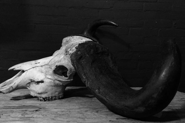 Old rugged skull of a capital Cape buffalo bull