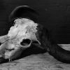 Old rugged skull of a capital Cape buffalo bull