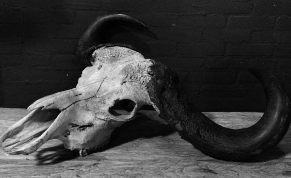 Old rugged skull of a capital Cape buffalo bull