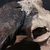 Old rugged skull of a capital Cape buffalo bull
