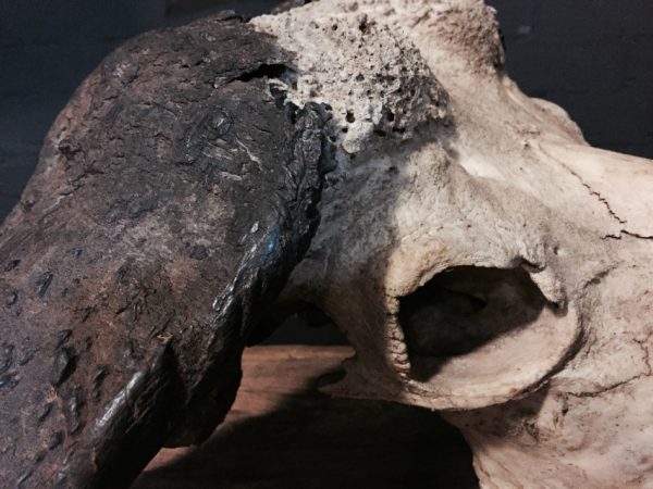 Old rugged skull of a capital Cape buffalo bull