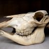 Skull of a capital oryx