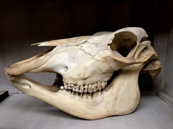 Oude schedel van een koe