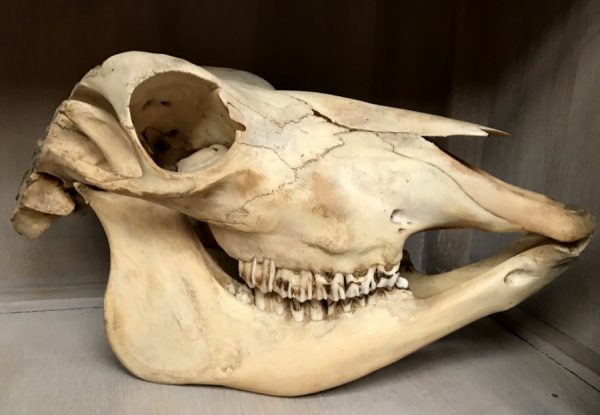 Oude schedel van een koe