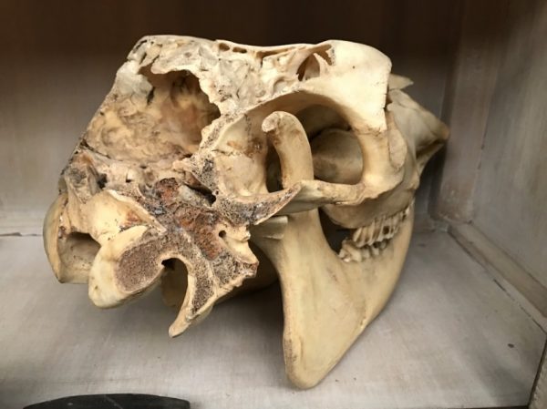 Old skull of a cow. Pretty skull with a beautiful patina