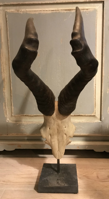 Old skull of a red hartebeest