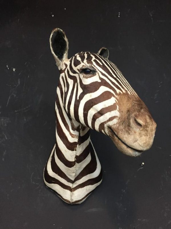 Oude opgezette kop van een zebra