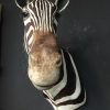 Old stuffed head of a zebra