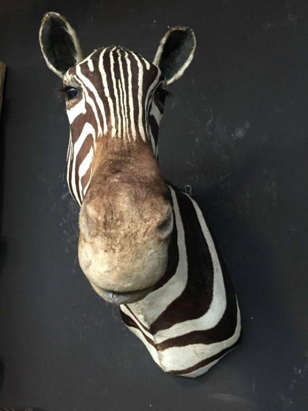 Oude opgezette kop van een zebra