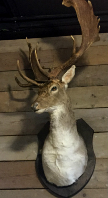 Ornate stuffed head of a beautiful Fallow Deer
