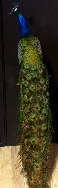 Ornate stuffed peacock