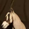 Oryx shouldermount