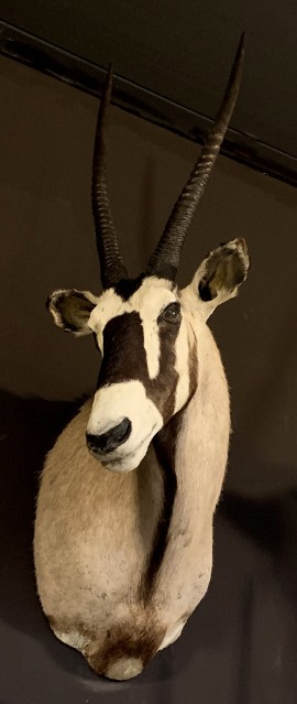 Ausgestopfter Kopf eines Oryx