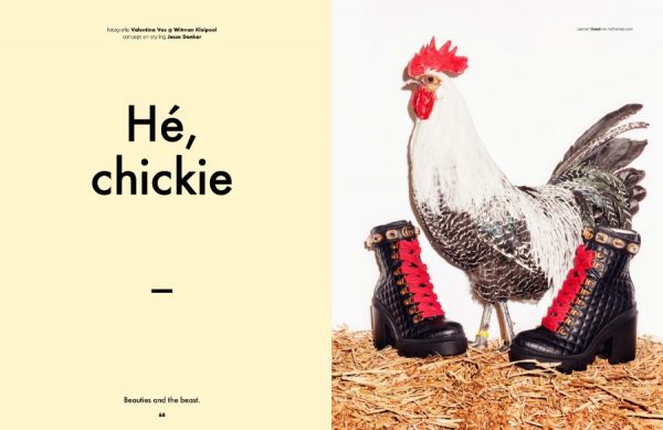 Our chicken are modelling in the latest issue of &C