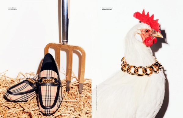 Unsere Hühner modellieren in der neuesten Ausgabe von &C