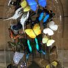 Großes ovales antikes Glas reich mit schönen Schmetterlingen in vielen Farben gefüllt