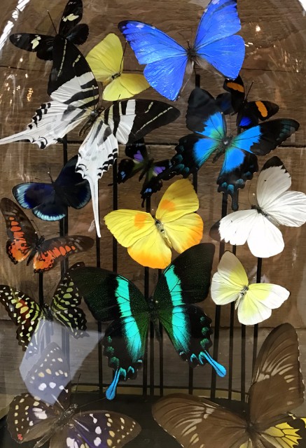 Oval antique glass dome  with colorful mix of many butterfly species