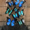 Ovale stolp met blauwe vlinders (Papilio Ulysses, Lorquinianius en Peranthus)