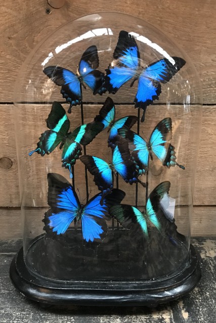 Ovale stolp met blauwe vlinders (Papilio Ulysses, Lorquinianius en Peranthus)